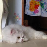 思いにふけるチビにゃん。