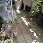 晴れた日のチビにゃんは・・・