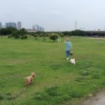 今週末はチビ達と河川敷へお散歩♪