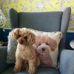 みんなのお揃いのクッションみーつけたよ！